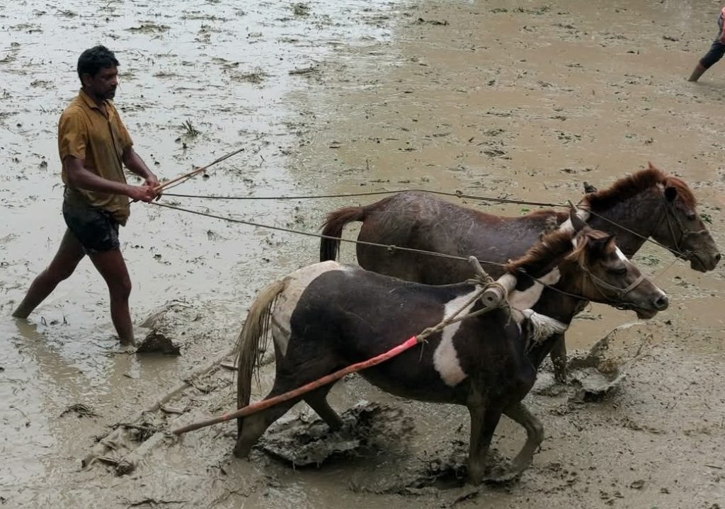 চাষাবাদে গরুর বদলে ঘোড়া