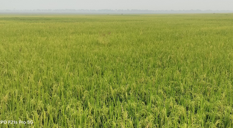 বিলের বুকে সবুজ-সোনালী সমারোহ, কৃষকের স্বপ্ন