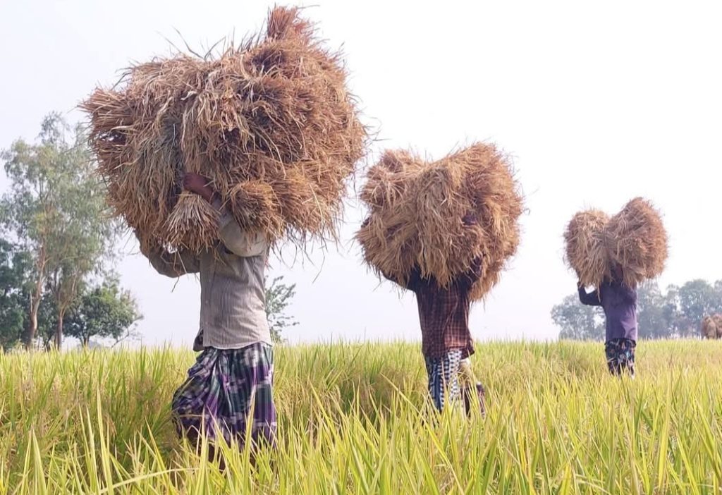 একমন ধান বিক্রি করে হচ্ছে না একজন শ্রমিকের মুজুরি