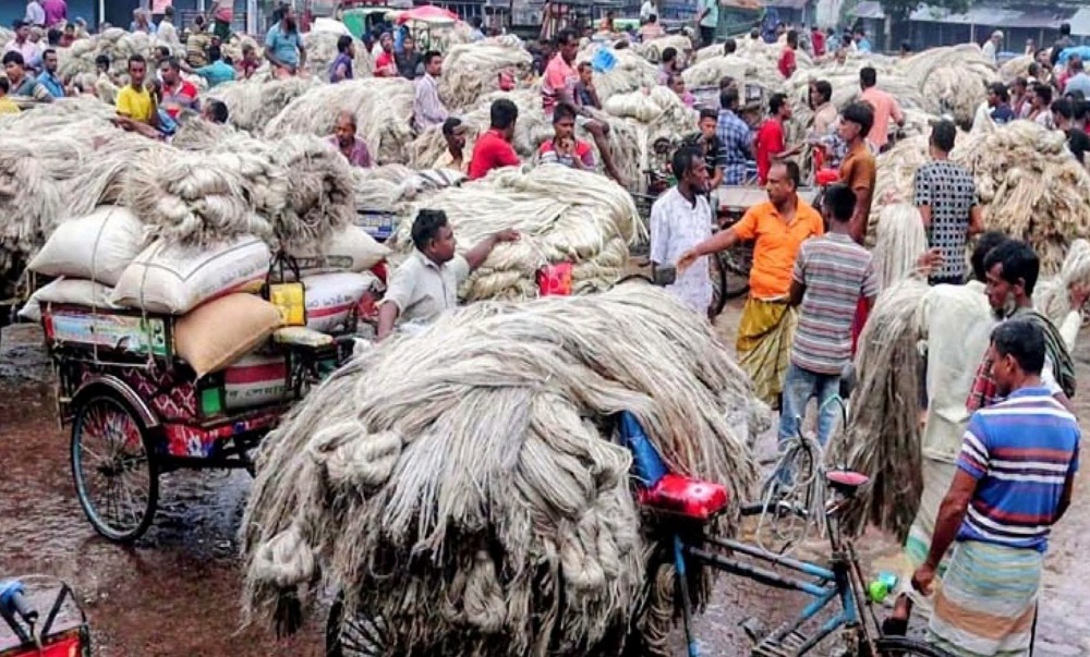রাজশাহীতে হঠাৎ পাটের দরপতন, চাষিরা হতাশ