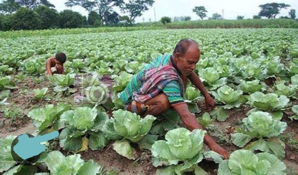 রাজশাহীতে ১৫ হাজার হেক্টর জমিতে আগাম সবজি চাষ