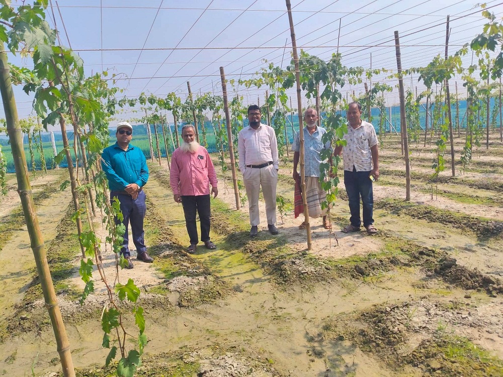 রাজশাহীতে দিন দিন বাড়ছে আঙ্গুর চাষ