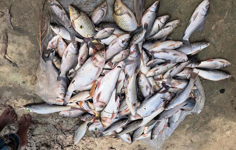 সাপাহারে বিষ প্রয়োগে মাছ নিধনের অভিযোগ