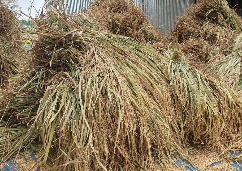 রাজশাহীতে এক দশকের মধ্যে সর্বোচ্চ ধান উৎপাদন