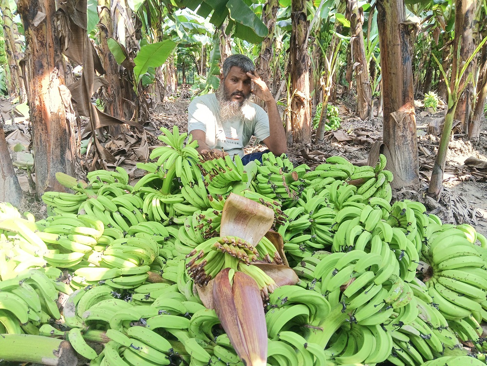 শিবগঞ্জে রাতে কেটে ফেলা হলো আড়াই হাজার কলার থোড়