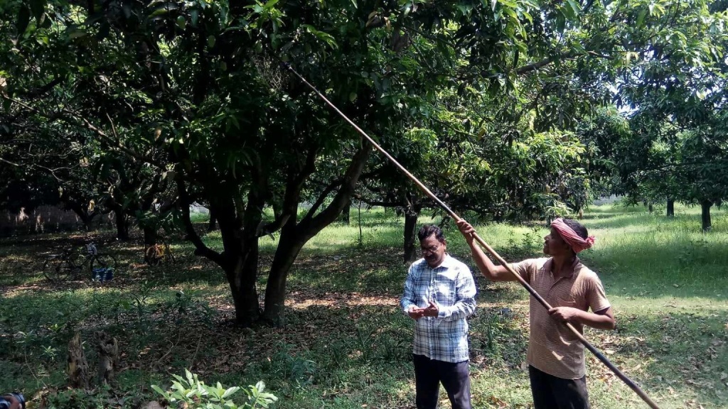 রাজশাহীতে গুটি আম পাড়া শুরু হলেও জাতের আম পাড়া হবে ২৫ মে থেকে