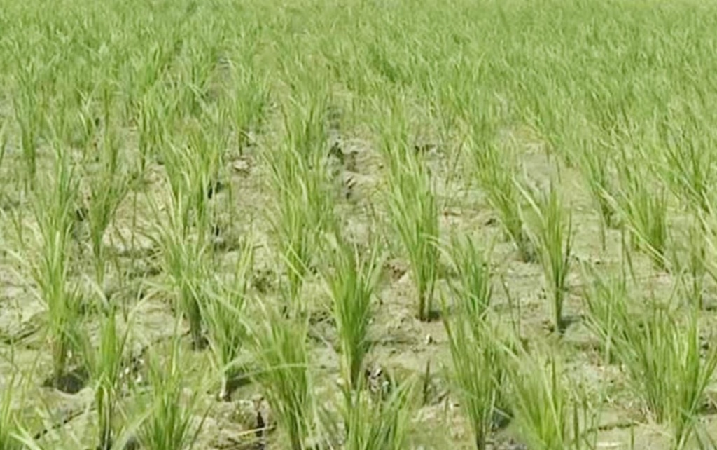 কৃষিতে ভর্তুকির বিপুল অংশই লোপাট