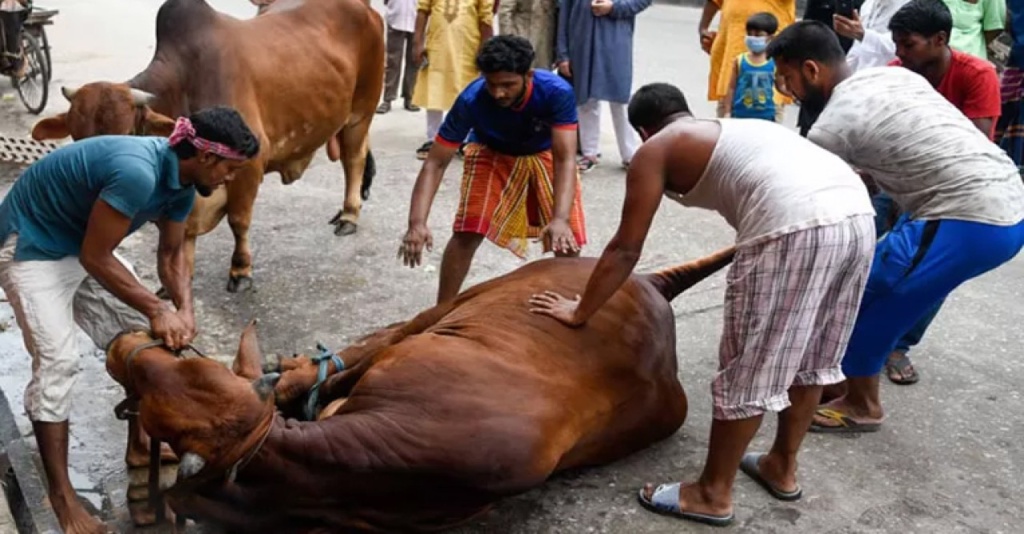 ঈদুল আজহায় ১ কোটি ৪২ হাজার পশু কোরবানি