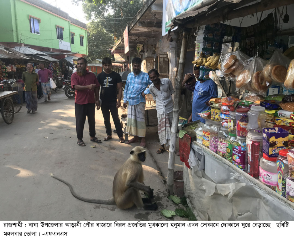 খাবারের সন্ধানে আড়ানী বাজারে দোকানে হনুমান