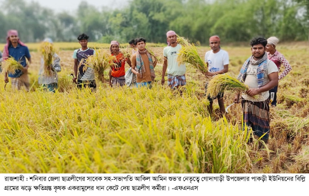 গোদাগাড়ীতে কৃষকের ধান কেটে দিলো ছাত্রলীগ