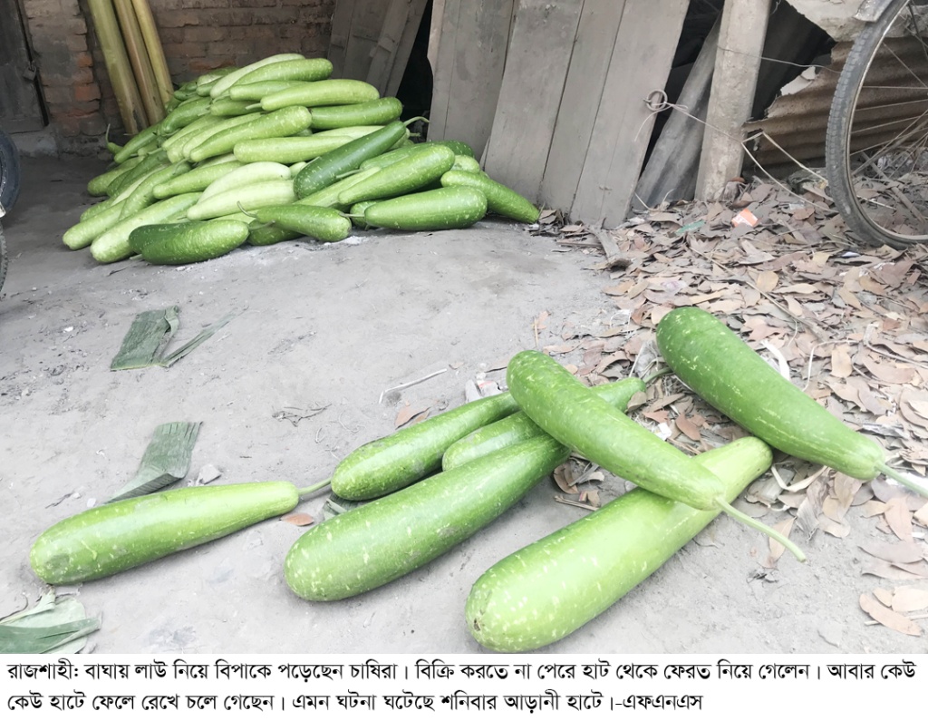 যেখানে অবিক্রিত লাউ বাড়ী ফেরত নিয়ে গেলেন চাষিরা