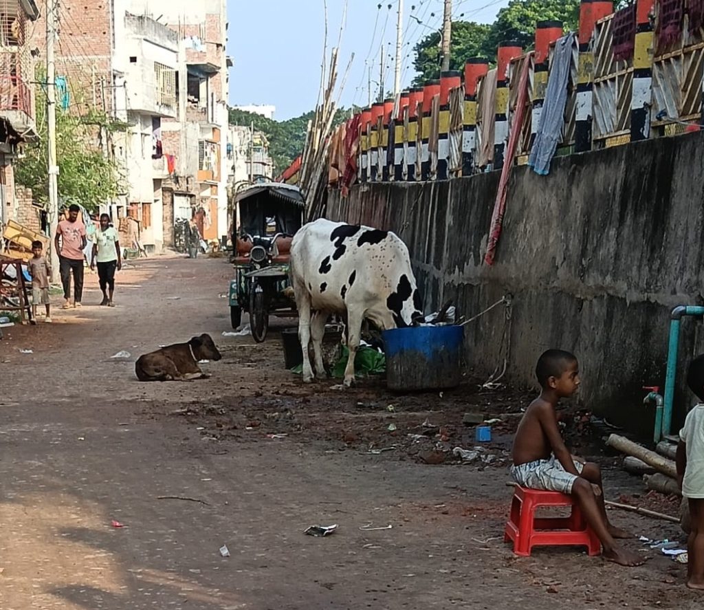 ক্লীনসিটির রাস্তায় গরুর গোয়াল