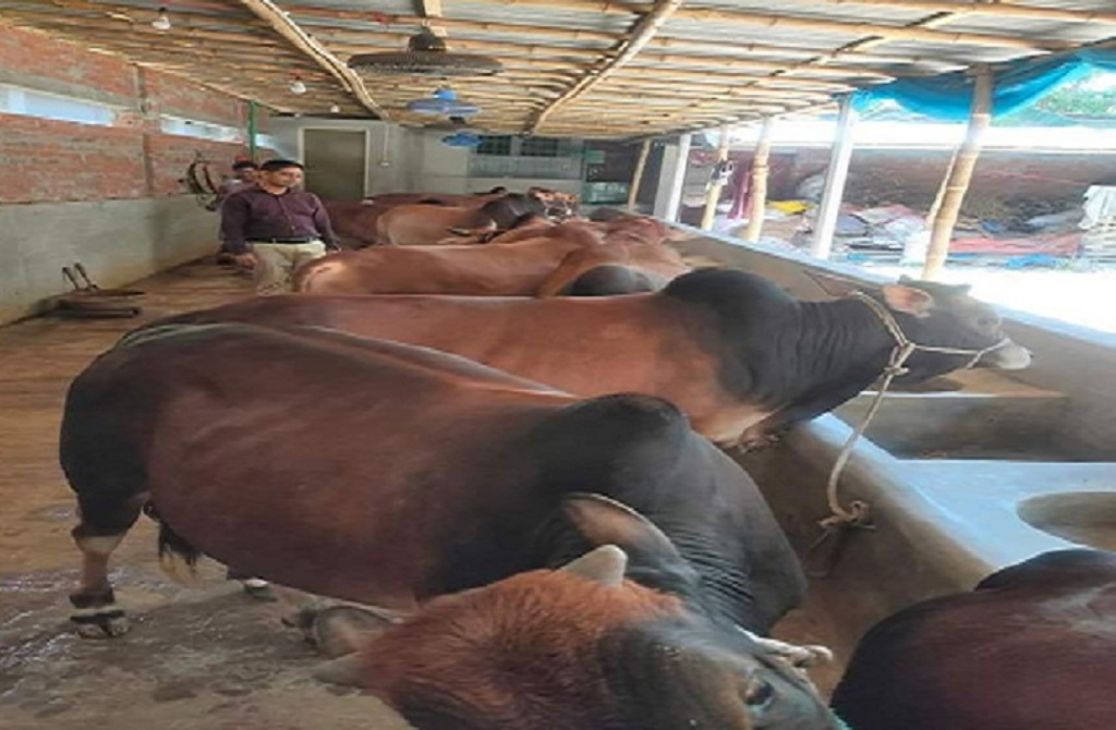 এবার নওগাঁয় প্রায় ৭ লাখ কোরবানি পশু প্রস্তুত সাড়ে ৩ হাজার কোটি টাকা কেনাবেচার আশা