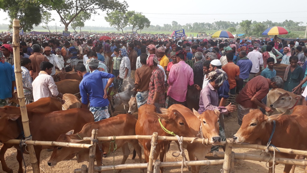 চৌবাড়িয়া পশুহাটে অতিরিক্ত টোল আদায়ের অভিযোগ