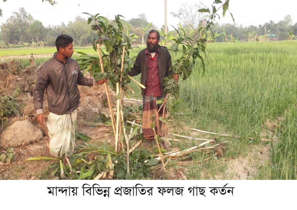 মান্দায় প্রতিবন্ধীর সম্পত্তির দুই শতাধিক গাছ কর্তনের অভিযোগ