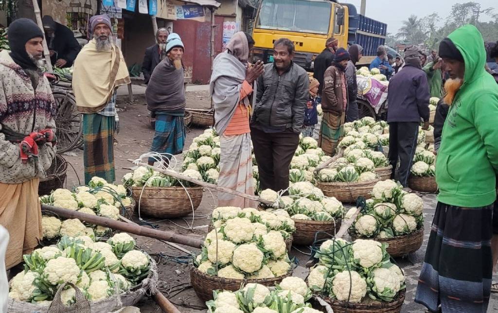 নওগাঁয় প্রতিপিস ফুলকপি ৫০ পয়সা!