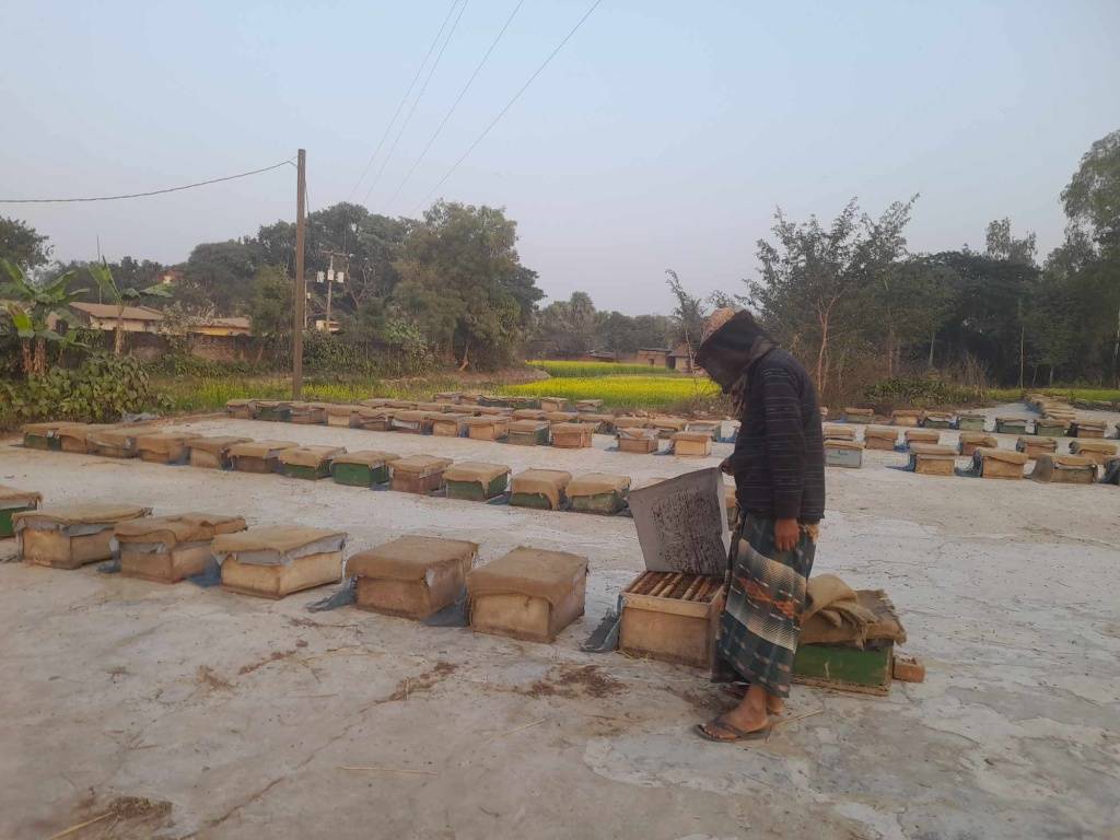 হলুদের রাজ্যে মৌমাছির গুঞ্জন
