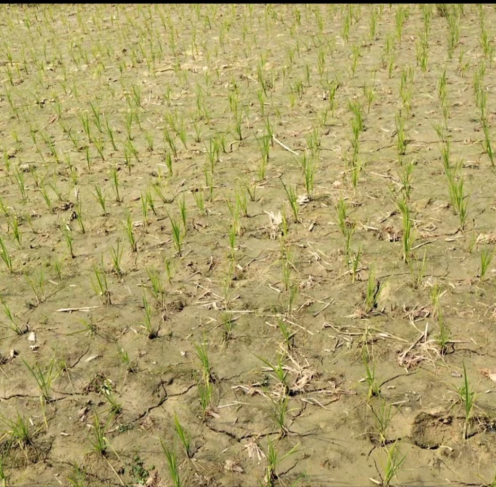 নিয়ামতপুরের বোরোচাষীরা দিশেহারা