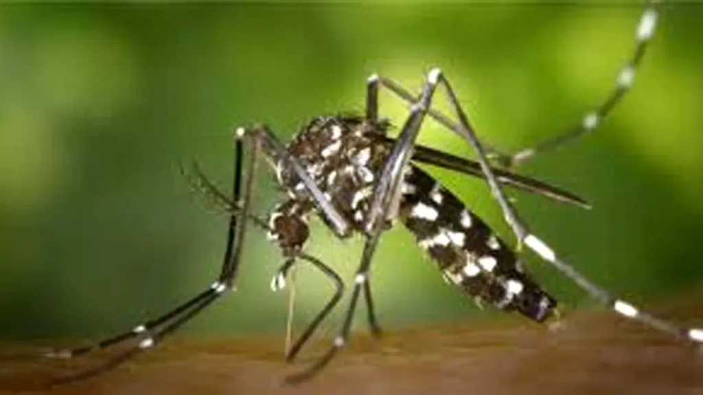 রাজশাহীতে ডেঙ্গু আক্রান্ত দুজনের মৃত্যু