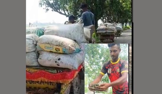 জীবিকার তাগিদে শামুক তুলে বিক্রি করছেন তানোরের মৎস্যজীবীরা