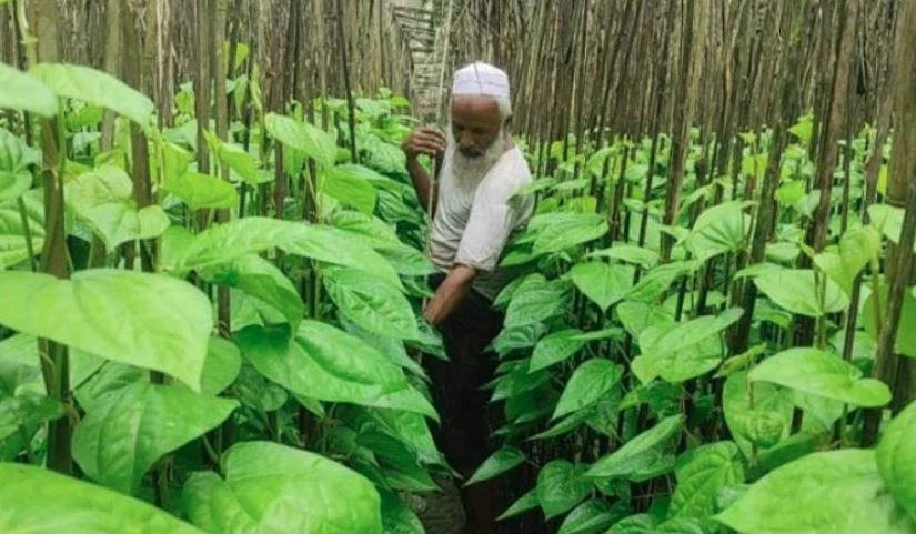 পান রপ্তানিতে আইনগত বাধা কাটল