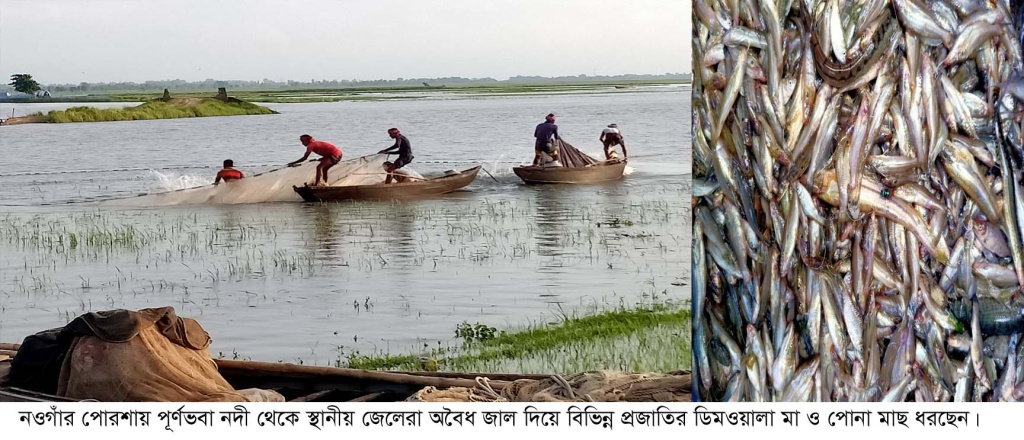 পূর্ণভবা নদীতে অবাধে চলছে ডিমওয়ালা মা-পোনা মাছ নিধন