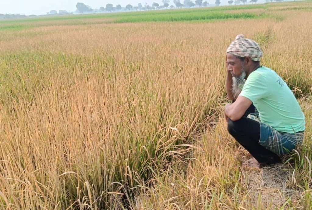 পোরশায় মাদ্রাসার জমিতে কীটনাশক স্প্রে করে ৮০ বিঘা জমির ধান নষ্ট