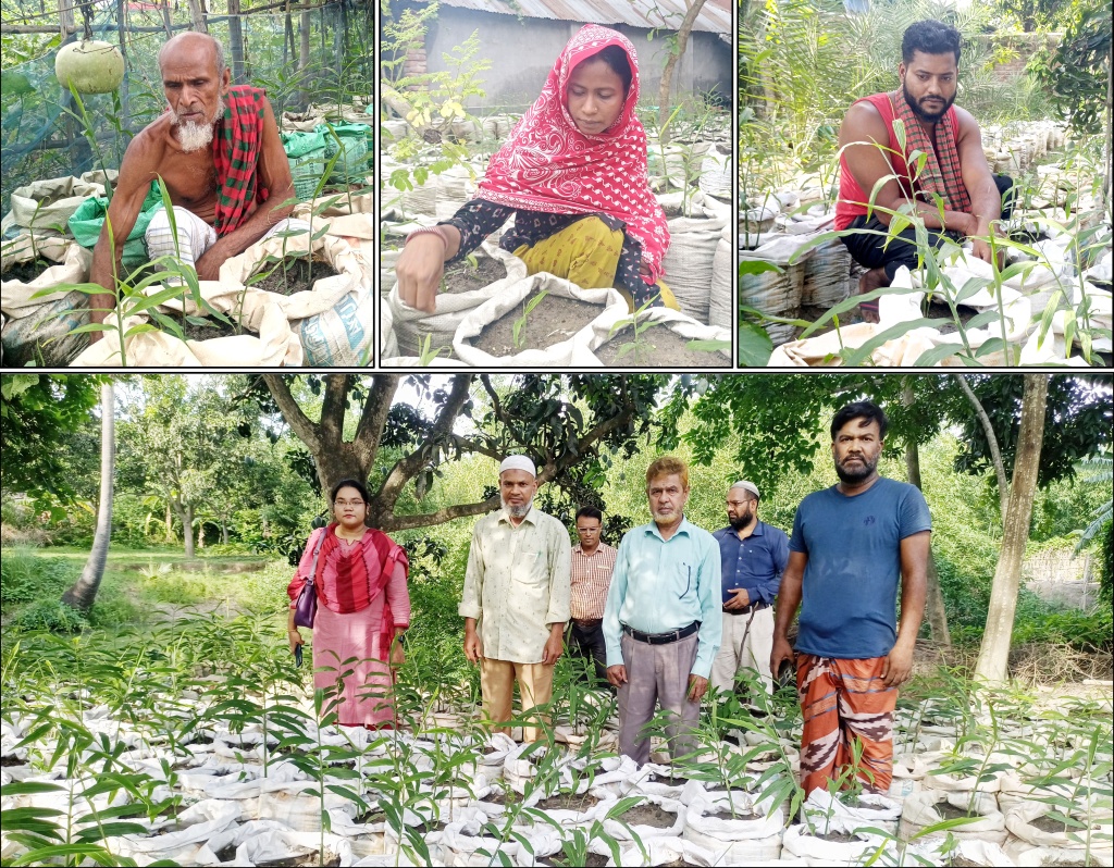 পবায় বস্তায় আদা চাষ ও পারিবারিক পুষ্টি বাগানে আগ্রহ বাড়ছে কৃষকদের